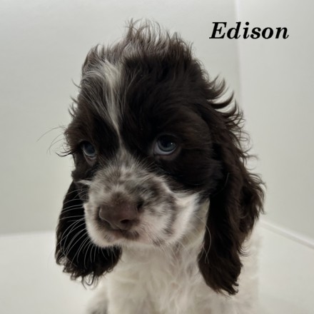 puppy, for, sale, Cocker Spaniel, Joe & Cherri  Overlease, dog, breeder, Miller, MO, dog-breeder, puppy-for-sale, forsale, nearby, find, puppyfind, locator, puppylocator, aca